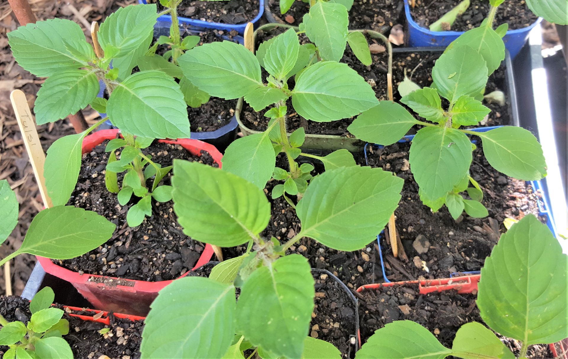 Growing Tulsi