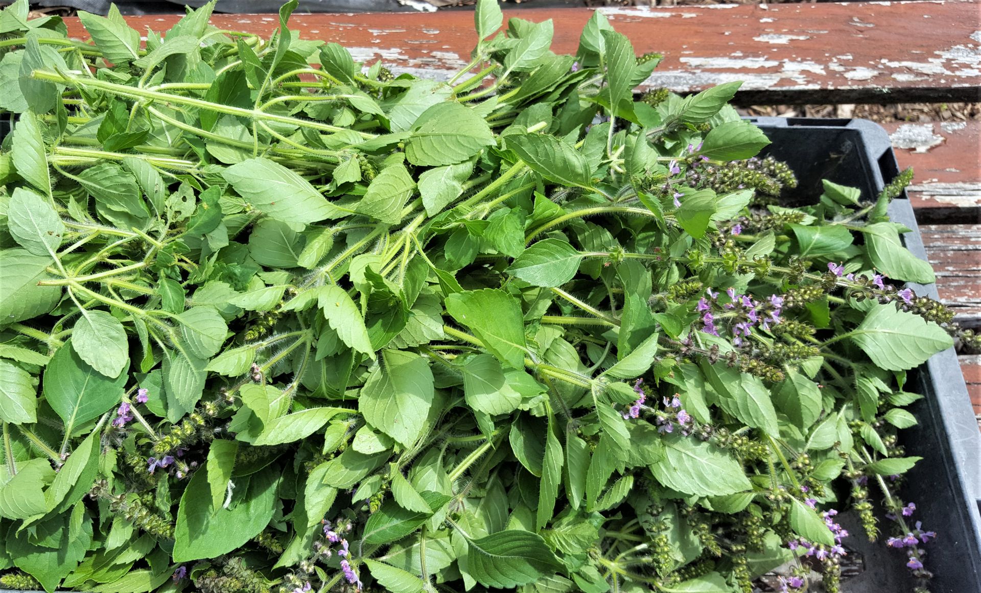 Growing Tulsi